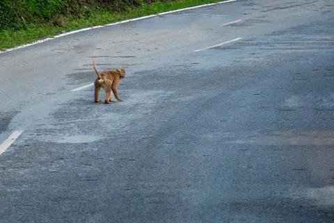 Monkey or Macaque on the road of Bhutan Stock Photos
