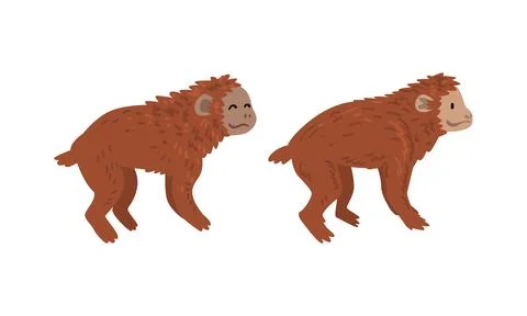 Monkey or Primate as Human Evolution Stage and Gradual Development Vector Set Illustrazione stock