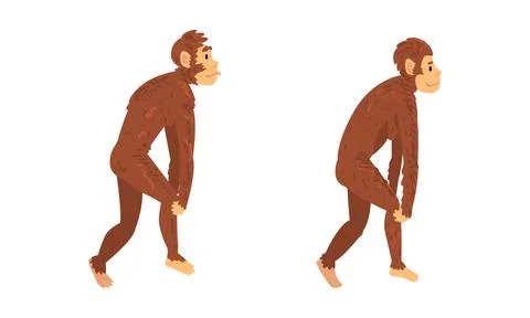 Monkey or Primate as Human Evolution Stage and Gradual Development Vector Set Stock Illustration