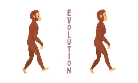 Monkey or Primate as Human Evolution Stage and Gradual Development Vector Set Stock Illustration