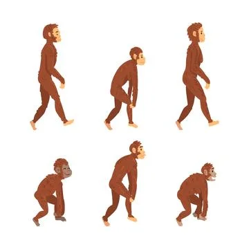Monkey or Primate as Human Evolution Stage and Gradual Development Vector Set Stock Illustration