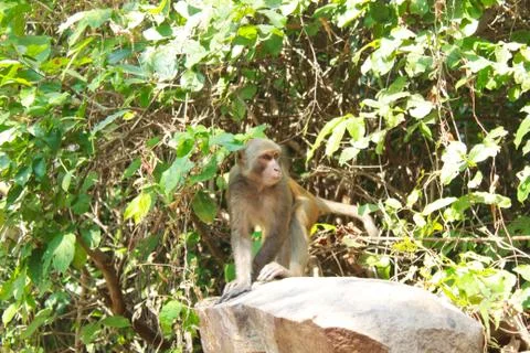 Monkey or simian sitting on a rock Foto stock