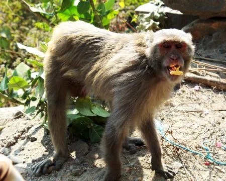 Monkey or simians standing and eating Stock Photos