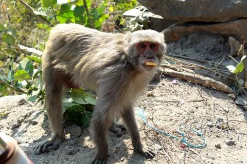 Monkey or simians standing Stock Photos