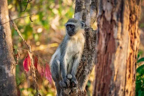 Monkey over trunk looking to the left Foto stock