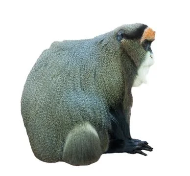 Monkey over white Foto stock