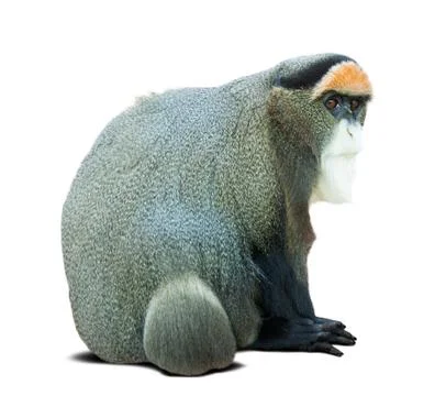 Monkey over white with shade Fotos de archivo
