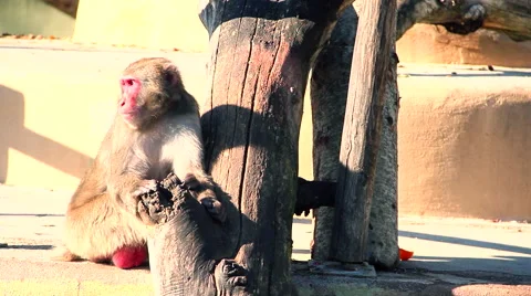 Monkey over wooden beam Stock Footage 46507934