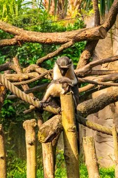 Monkey Pair Resting on Wooden Structure Stock Photos