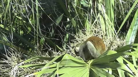 Monkey In a Palm  스톡 동영상 12584449