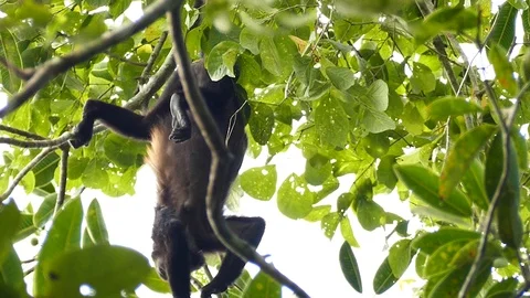 Monkey in Panama eating fruits while hanging upside down Stock Footage 123616771