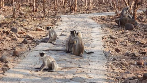 Monkey Parents, Monkey cub with his mother and father at natural Stock Footage 237087764