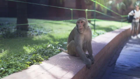 Monkey in a park in Asia Stock Footage 267895207