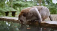 Monkey In Park Drinks Water, Jumps. Wildlife Safari In Jungle. Stock Footage