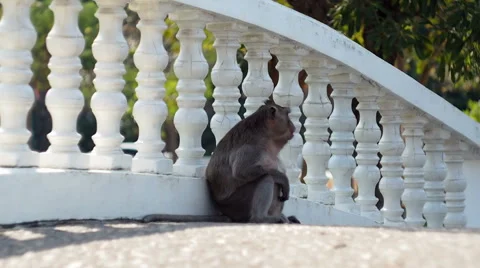 Monkey In Park Stock Footage 48757525