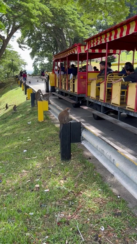 Monkey at the park Stock Footage 308902827