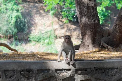 A monkey in a park in india Stock Photos