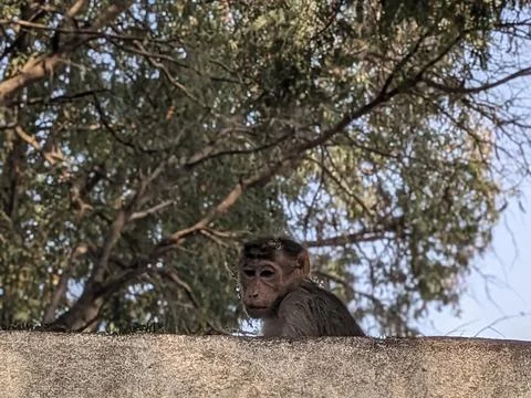 Monkey in a park in India Stock Photos