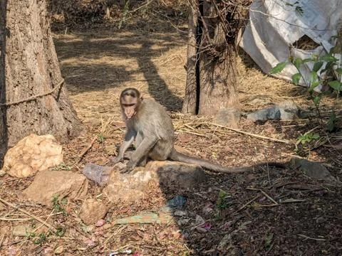 Monkey in a park in India Stock Photos