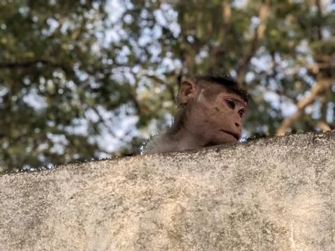 Monkey in a park in India Stock Photos