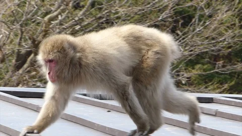 Monkey in park in Japan Stock Footage 108820624