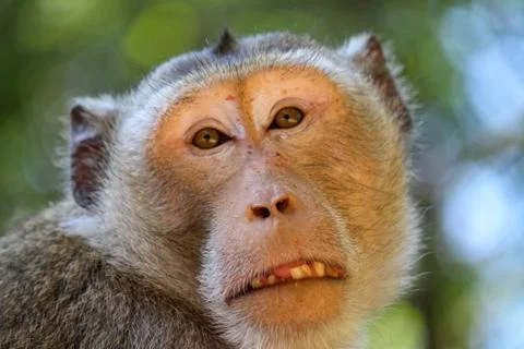 Monkey in a park looking at camera Foto stock