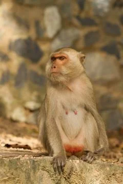 Monkey  in the park Stock Photos