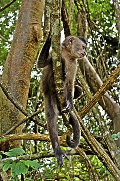 Monkey in a park posing for photo Stock Photos