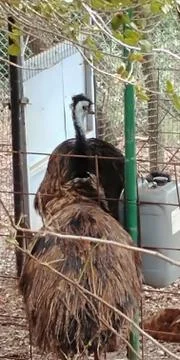 Monkey Park - Yodfat Foto stock