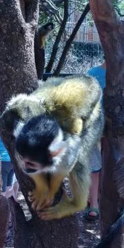 Monkey Park - Yodfat Stock Photos