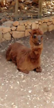Monkey Park - Yodfat Foto stock