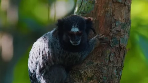 Monkey Peeking from Tree Stock Footage 323142720