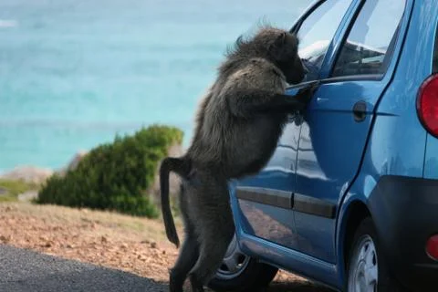 The monkey peeks through the glass of a closed car Foto stock