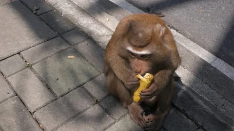 Monkey peels and eats banana. How to peel bananas. Monkey on the street. Stock Footage 136330089