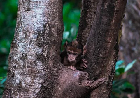 A monkey peering out from a tree Stock Photos