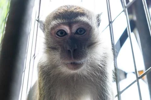 Monkey is peering through the bars of a structure at batu caves Stock Photos