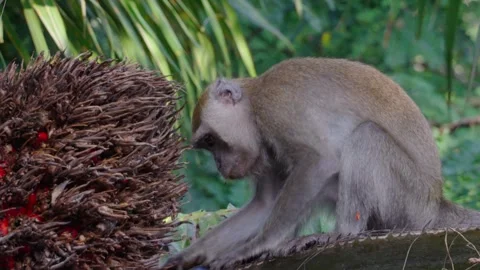 Monkey peers at palm fruit cluster Stock Footage 331438603