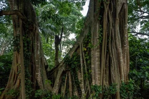 Monkey Perched Among Giant Trees in Ubud Forest Stock Photos