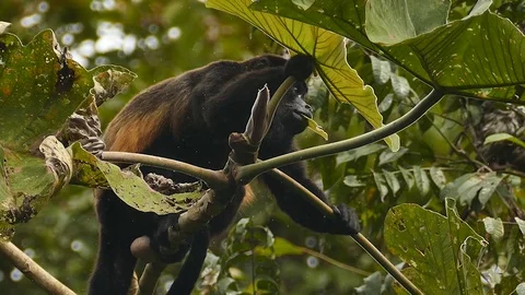 Monkey perched atop tropical tree eating a large leaf Stock Footage 123552242
