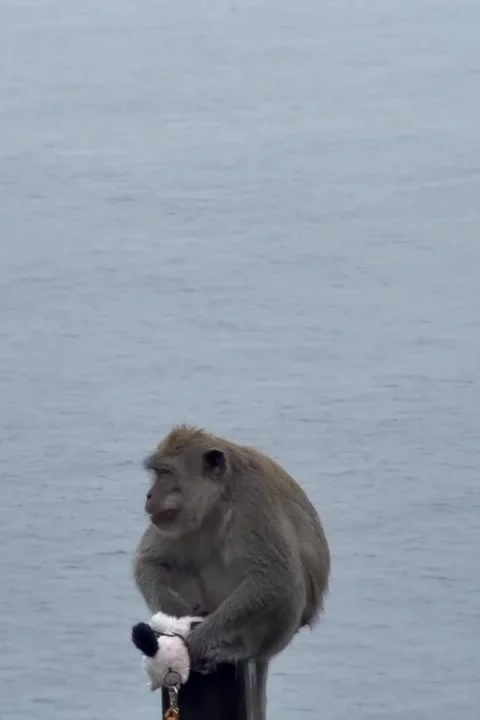 Monkey Perched Peacefully Beside Vast Ocean. Stock Footage 320457527