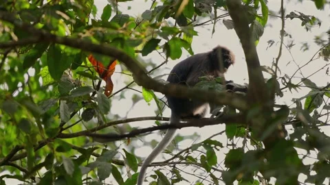 Monkey perched on tree branch amid lush green foliage Dusky leaf Stock Footage 303827727