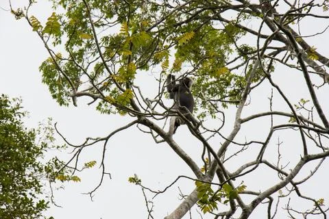 Monkey Perched on Tree Branch Penang Hill 库存照片
