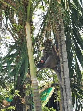 Monkey Perched in Tropical Tree with Pink Flower Stock Photos