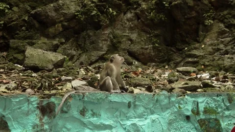 Monkey Perched on Wall with Limestone Cave Background Malaysia Stock Footage 335271006