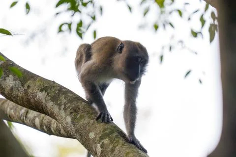 Monkey perches on tree branch, gripping bark tightly Stock Photos