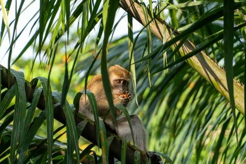 Monkey perches on tree branch, surrounded by green palm fronds Stock Photos