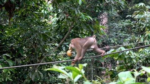 Monkey perfectly balanced walk on top of an iron rope carrying some bananas Stock Footage 97715199