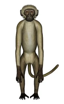 Monkey perplexed - 3D render Stock Illustration