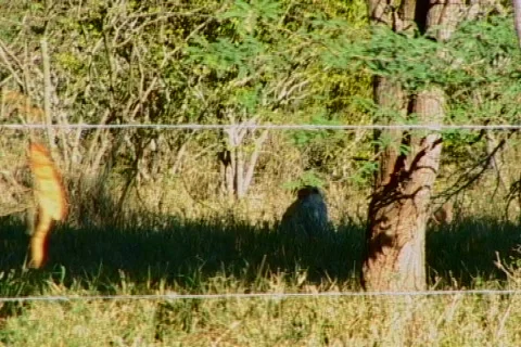 Monkey pest - monkeys in backyard 1 Stock Footage 627020