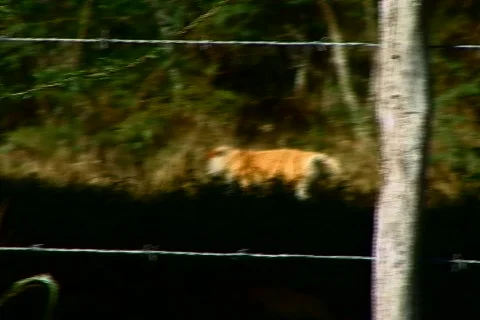 Monkey pest - monkeys in backyard 2 Stock Footage 627024